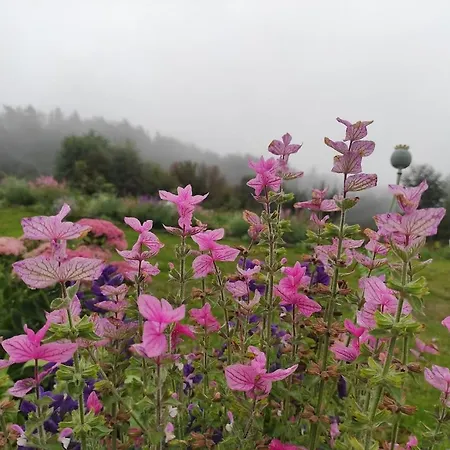 Dom Przy Lesie Zawadka (Myslenice)