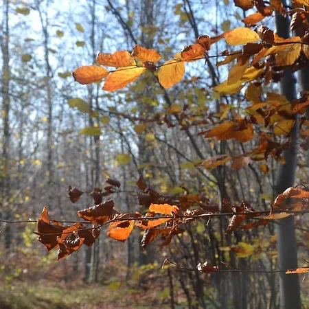 Dom Przy Lesie Gospodarstwo agroturystyczne *
