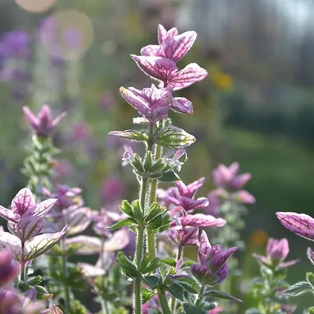 Farm stay Dom Przy Lesie *